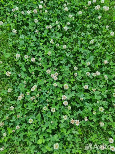 Клевер Белый Ривендел Дания DLF ползучий 2023г