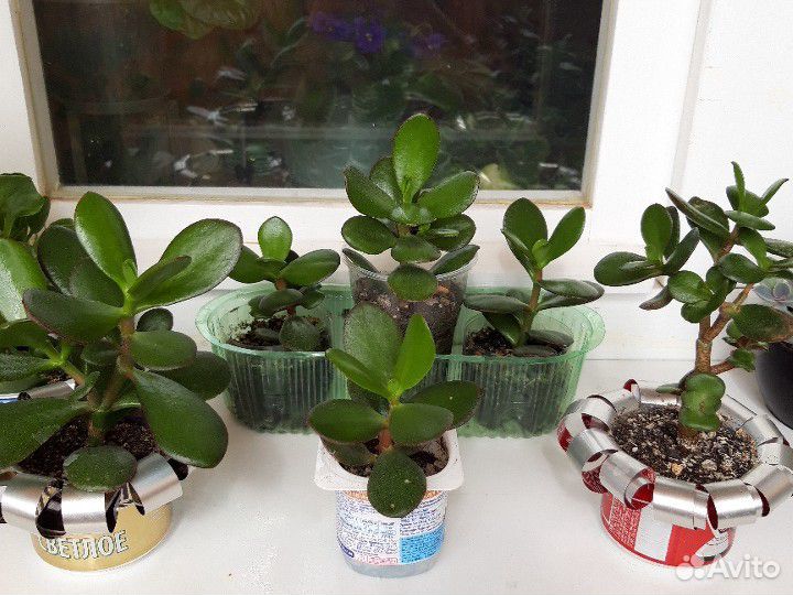 Толстянка (денежное дерево)