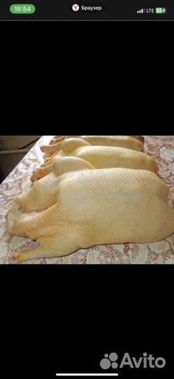 Мясо утка гусь