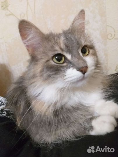 Кошка в добрые руки