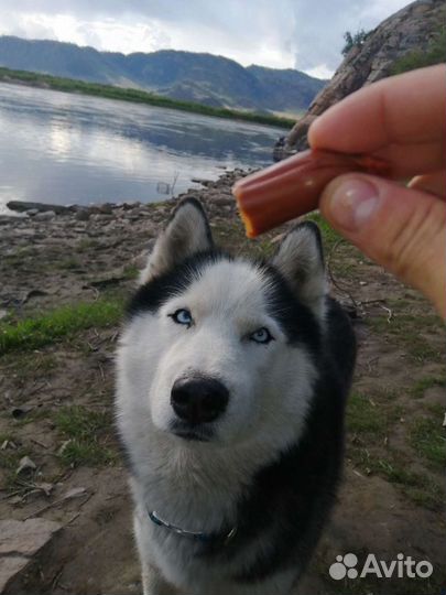 Сибирский хаски