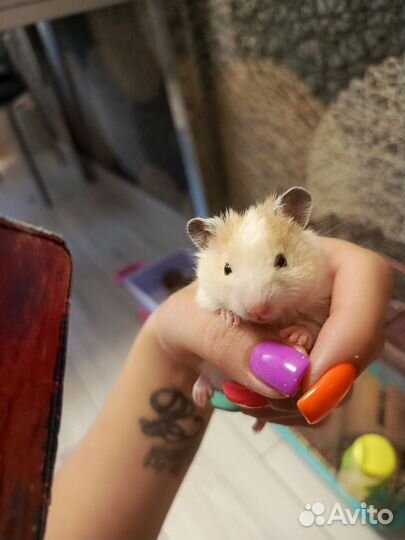 Сирийский хомяк бесплатно