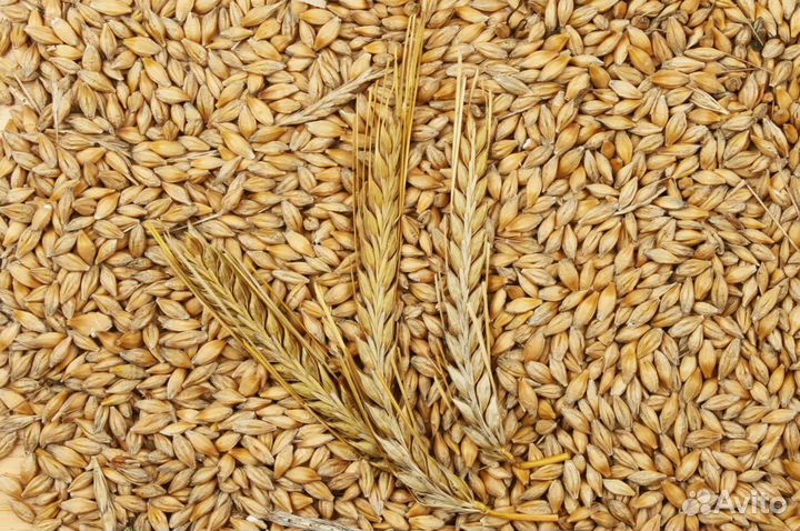 Зерно, пшеница, ячмень, овёс