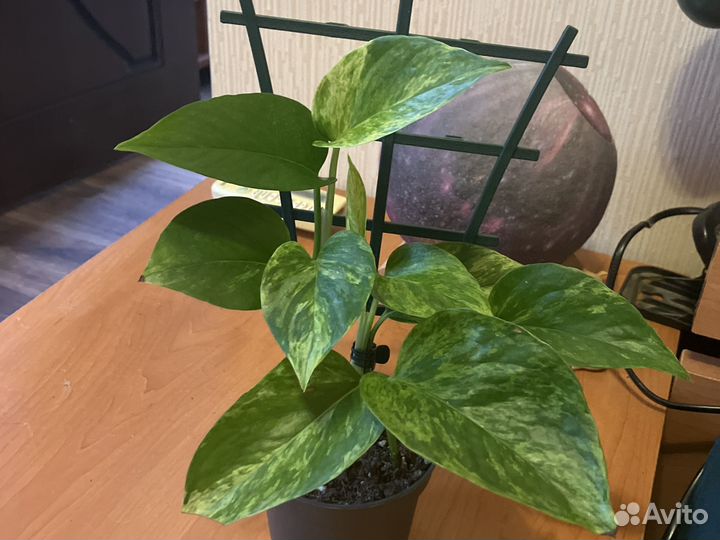 Эпипремнум марбл планет или перу. Марбл квин