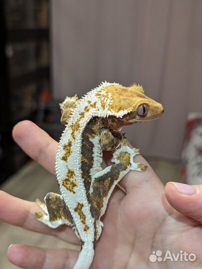 Реснитчатый бананоед