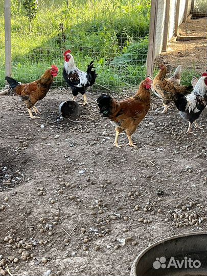 Куры загорская лососёвпя и кучинская юбилейная