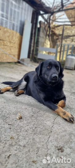 Ротвейлер помесь