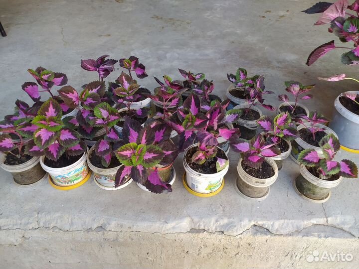 Комнатные цветы