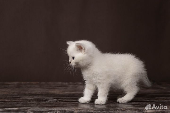 Шотландская