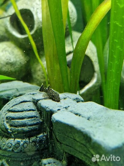 Сом анциструс вуалевый