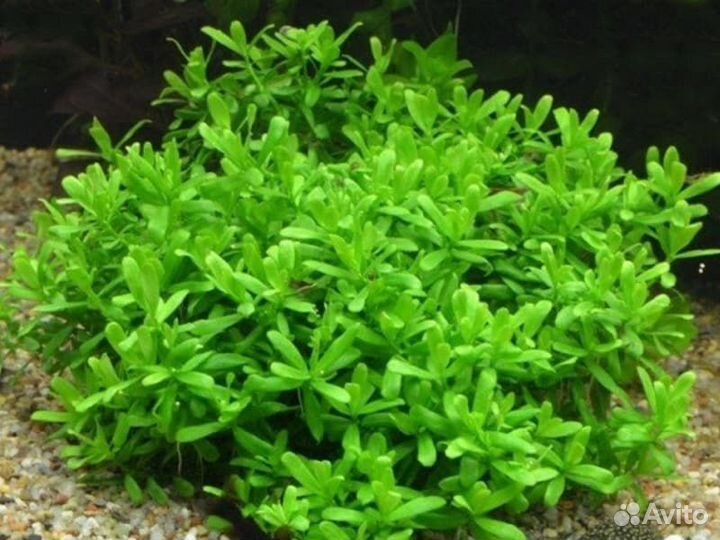 Аквариумное растение хедиотис зальцмана