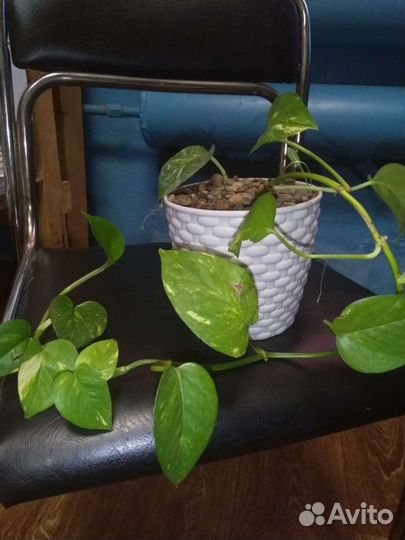 Комнатные растения