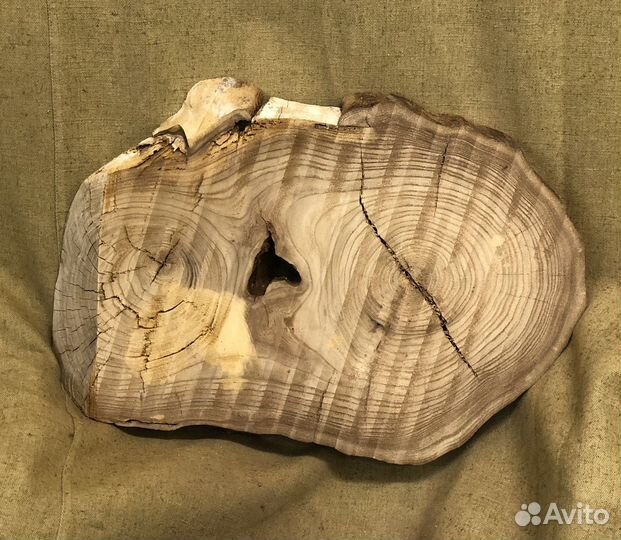 Спил карагача