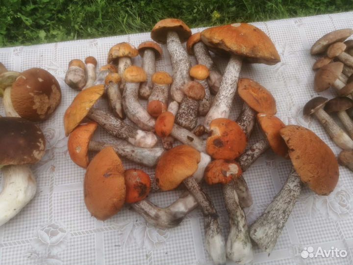 Черника, Грибы белые, боровики