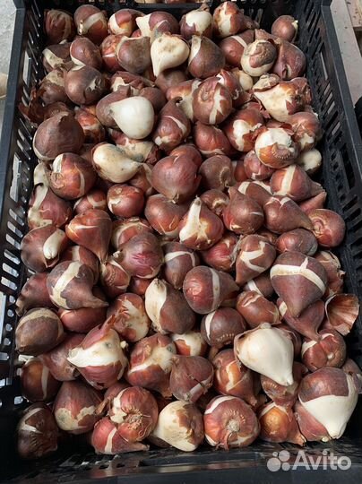 Луковица тюльпанов оптом 12;14+для выгонки