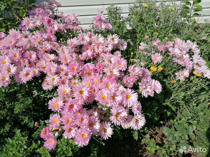 Хризантемы корейские