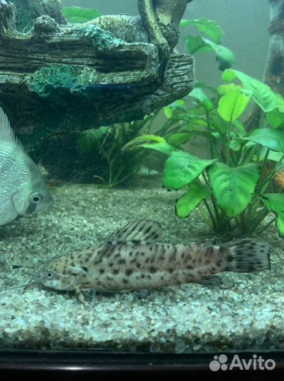 Аквариумные рыбки сомики