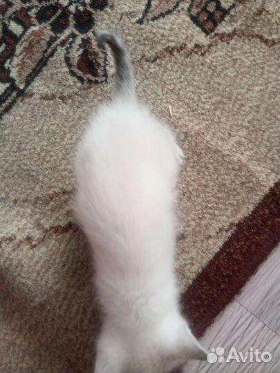 Отдам бесплатно котят