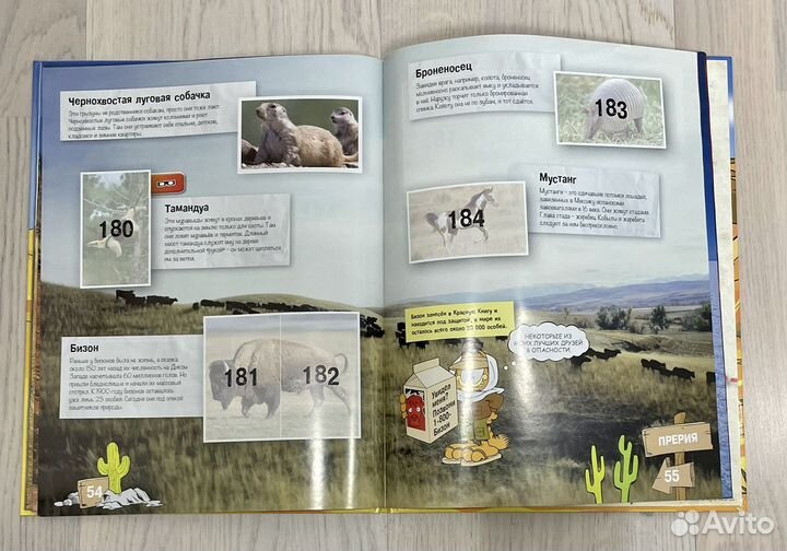 Стикермания пустыни и степи