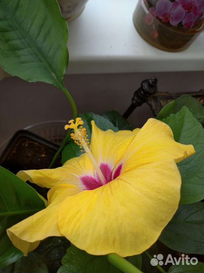 Гибискус,Спатифиллум