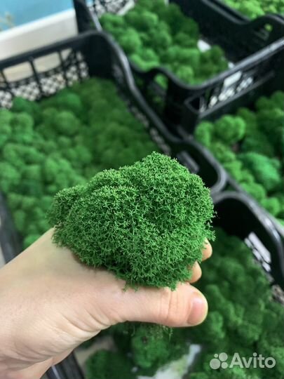 Мох стабилизированный