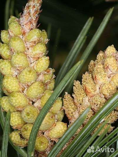 Сосновая пыльца