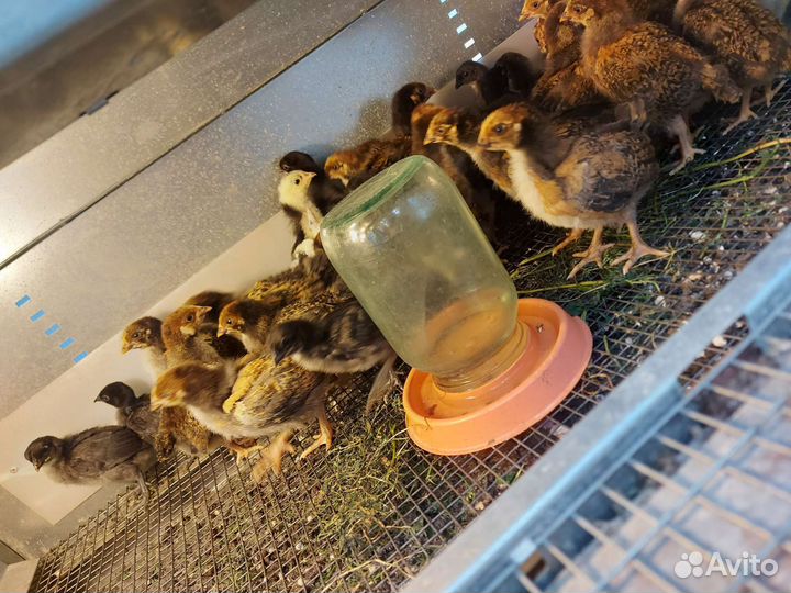 Цыплята кучинская юбилейная