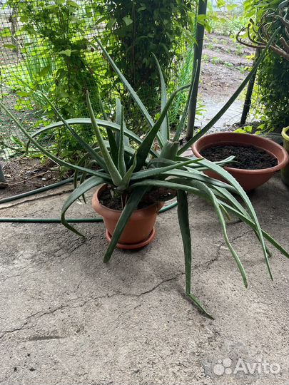 Алое лечебный