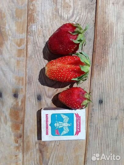 Усы клубники