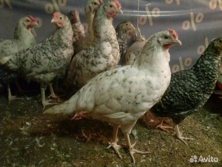 Петушки пушкинские