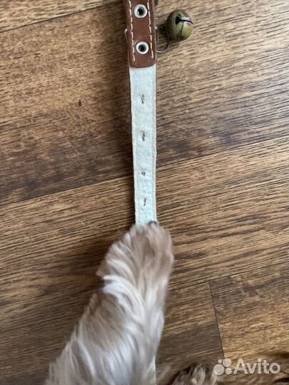 Ошейник для маленькой собачки