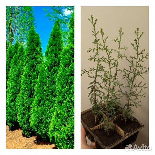 Туя смарагд