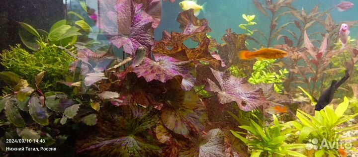 Нимфея тигровая красная