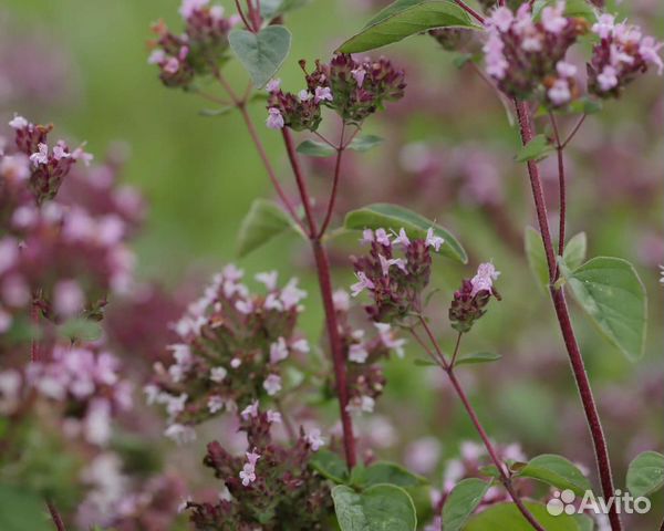 Семена Душицы 