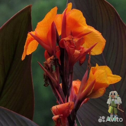 Канны краснолистные Цветы для сада