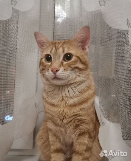 Отдам красивого кота