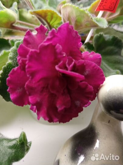 Детки сортовых фиалок