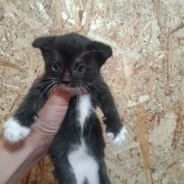 Сиамский котёнок