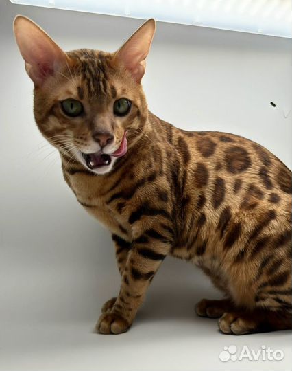 Бенгальский кот на вязку
