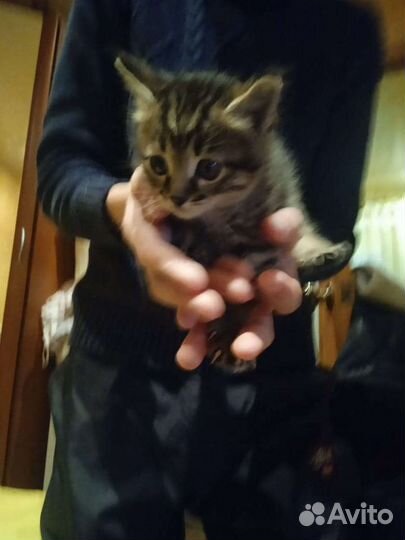 Кошка в дар