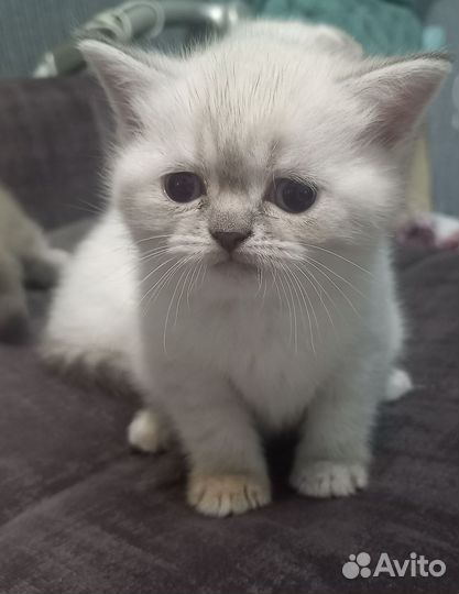 Шотландские котята