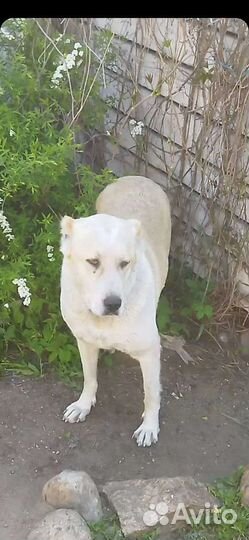 Среднеазиатская овчарка алабай