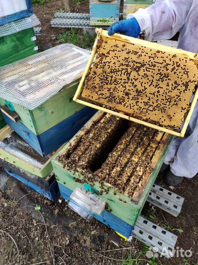 Пчелы, Пчелопакеты и Матки Бакфаст ф1 этого года