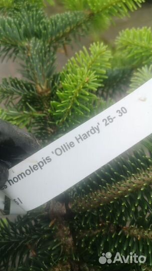 Ель ollie Hardy 25-30