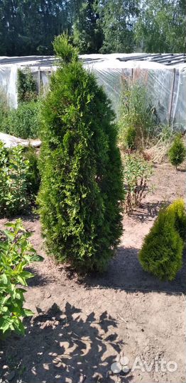 Туя западная смарагд