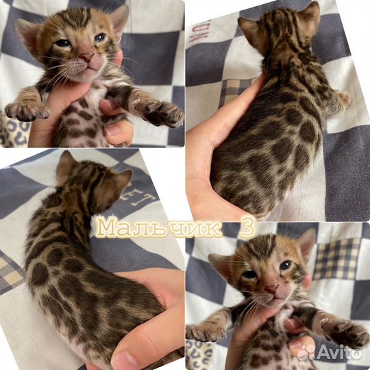 Бенгальские котята из питомника разного возраста