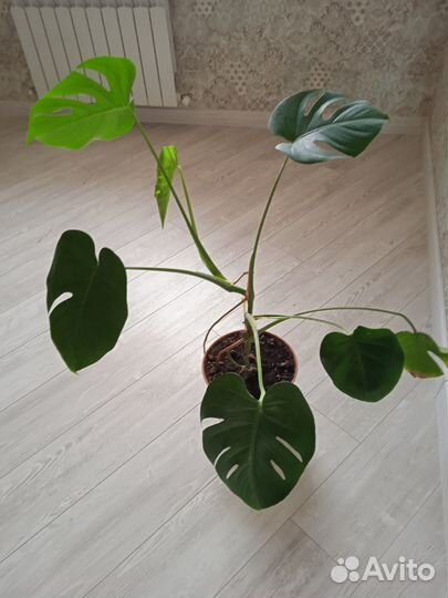 Монстера тайское созвездие