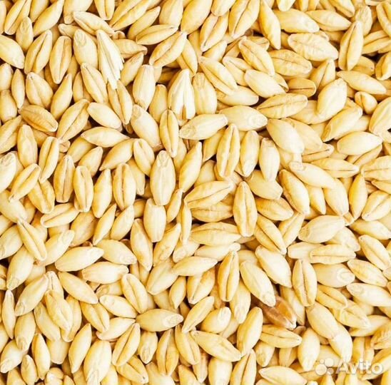Зерно ячмень