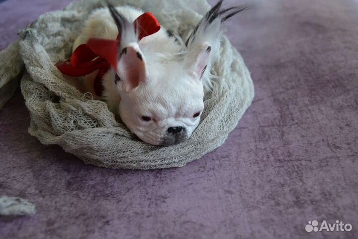 Французский бульдог