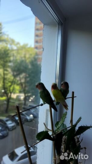 Попугай Неразлучники